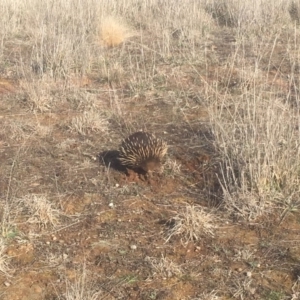 Tachyglossus aculeatus at Gungahlin, ACT - 8 Sep 2018 03:56 PM