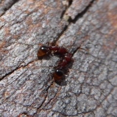 Mesostruma sp. (genus) (Solemn Gremlin Ant) at Aranda Bushland - 9 Sep 2018 by Christine