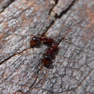 Mesostruma sp. (genus) at Aranda, ACT - 9 Sep 2018 11:14 AM