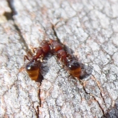 Mesostruma sp. (genus) at Aranda, ACT - 9 Sep 2018 11:14 AM