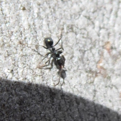 Anonychomyrma sp. (genus) (Black Cocktail Ant) at Aranda, ACT - 9 Sep 2018 by Christine