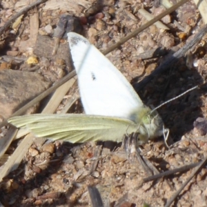 Pieris rapae at Hume, ACT - 9 Sep 2018 02:25 PM