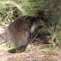 Wallabia bicolor (Swamp Wallaby) at Acton, ACT - 7 Sep 2018 by Christine