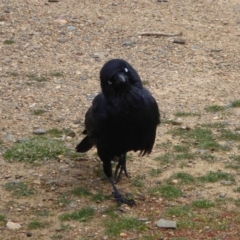 Corvus coronoides (Australian Raven) at Fyshwick, ACT - 3 Sep 2018 by Christine