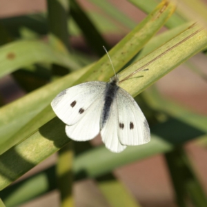 Pieris rapae at Kambah, ACT - 10 Sep 2018 10:13 AM