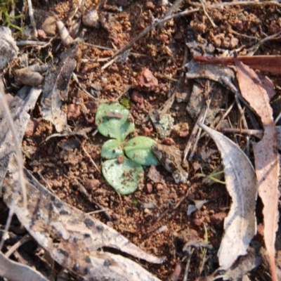 Pterostylis sp. at Mount Majura - 10 Sep 2018 by petersan