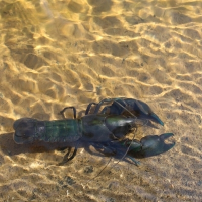 Cherax destructor (Common Yabby) at Kaleen, ACT - 10 Sep 2018 by maura