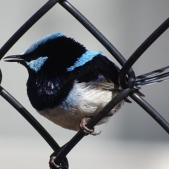 Malurus cyaneus at Hume, ACT - 7 Sep 2018 02:27 PM