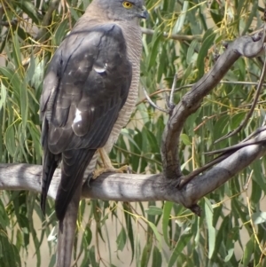 Tachyspiza fasciata at Red Hill, ACT - 9 Sep 2018