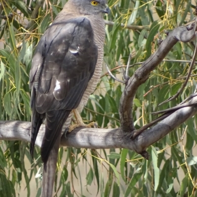 Accipiter fasciatus (Brown Goshawk) at Red Hill, ACT - 9 Sep 2018 by roymcd