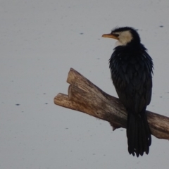 Microcarbo melanoleucos (Little Pied Cormorant) at Fyshwick, ACT - 10 Sep 2018 by roymcd