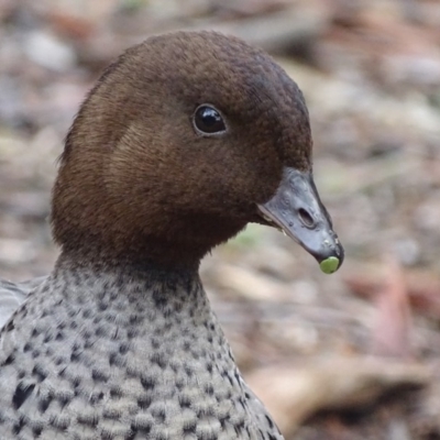 Chenonetta jubata (Australian Wood Duck) at Acton, ACT - 6 Sep 2018 by roymcd