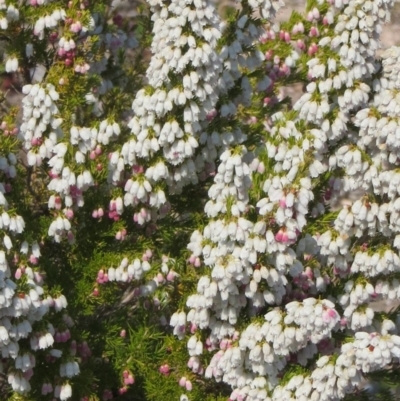 Erica lusitanica (Spanish Heath ) at Tuggeranong Hill - 10 Sep 2018 by owenh