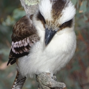 Dacelo novaeguineae at Garran, ACT - 5 Sep 2018