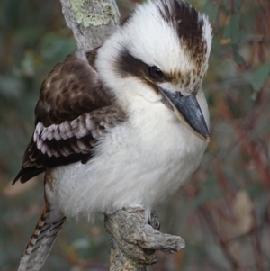 Dacelo novaeguineae at Garran, ACT - 5 Sep 2018