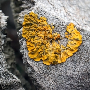 Xanthoria sp. at Canberra Central, ACT - 8 Sep 2018