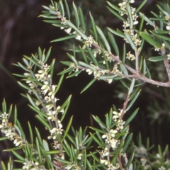 Monotoca scoparia (Broom Heath) at - 11 Apr 1998 by BettyDonWood