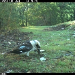 Dacelo novaeguineae (Laughing Kookaburra) at Dignams Creek, NSW - 7 Sep 2018 by Maggie1