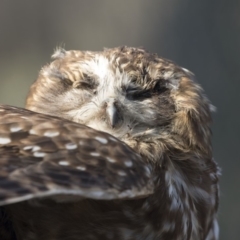 Ninox boobook (Southern Boobook) at Acton, ACT - 10 Sep 2018 by Alison Milton