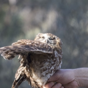 Ninox boobook at Acton, ACT - 10 Sep 2018