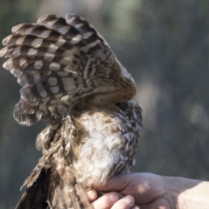 Ninox boobook at Acton, ACT - 10 Sep 2018