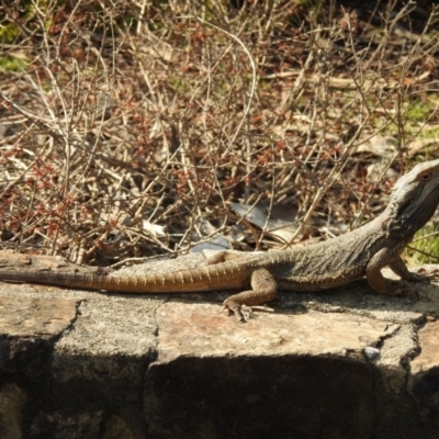 Pogona barbata (Eastern Bearded Dragon) at Acton, ACT - 10 Sep 2018 by JohnBundock