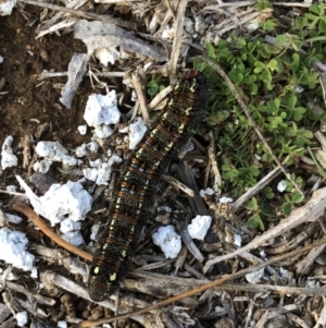 Apina callisto at Watson, ACT - 10 Sep 2018 05:06 PM