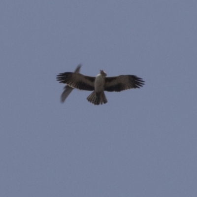 Hieraaetus morphnoides (Little Eagle) at  - suppressed by AlisonMilton