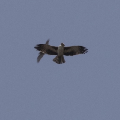 Hieraaetus morphnoides (Little Eagle) at Acton, ACT - 10 Sep 2018 by Alison Milton