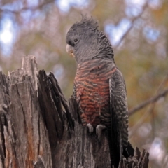 Callocephalon fimbriatum at Acton, ACT - 7 Sep 2018