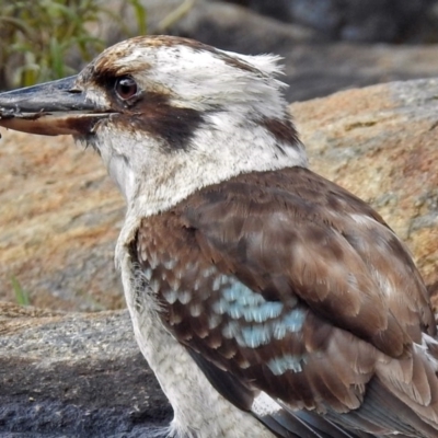 Dacelo novaeguineae (Laughing Kookaburra) at Acton, ACT - 7 Sep 2018 by RodDeb