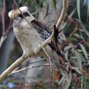 Dacelo novaeguineae at Acton, ACT - 7 Sep 2018