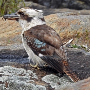 Dacelo novaeguineae at Acton, ACT - 7 Sep 2018