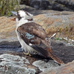 Dacelo novaeguineae at Acton, ACT - 7 Sep 2018