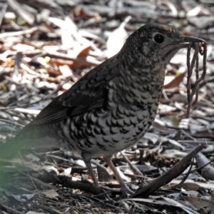 Zoothera lunulata at Acton, ACT - 10 Sep 2018