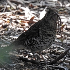 Zoothera lunulata at Acton, ACT - 10 Sep 2018 12:49 PM