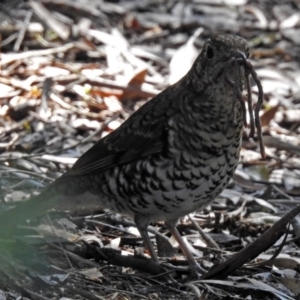 Zoothera lunulata at Acton, ACT - 10 Sep 2018