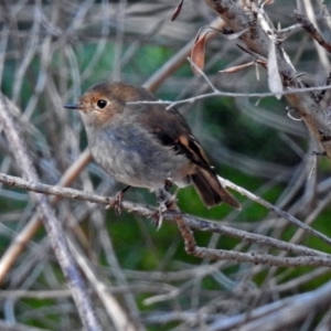 Petroica rodinogaster at Acton, ACT - 10 Sep 2018