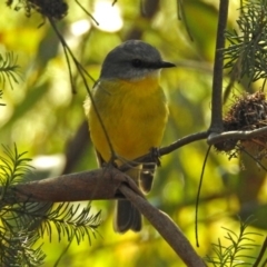 Eopsaltria australis (Eastern Yellow Robin) at Acton, ACT - 10 Sep 2018 by RodDeb