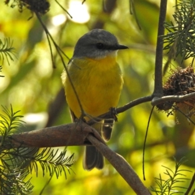 Eopsaltria australis (Eastern Yellow Robin) at Acton, ACT - 10 Sep 2018 by RodDeb