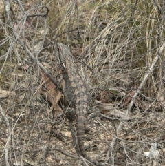 Amphibolurus muricatus (Jacky Lizard) at Canberra Central, ACT - 20 Oct 2006 by galah681