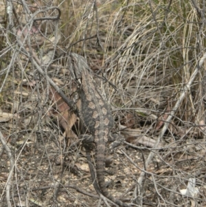 Amphibolurus muricatus at Canberra Central, ACT - 20 Oct 2006