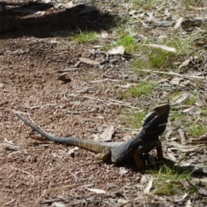 Pogona barbata at Canberra Central, ACT - suppressed