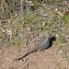 Pogona barbata at Canberra Central, ACT - suppressed