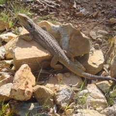 Pogona barbata (Eastern Bearded Dragon) at Mount Ainslie - 15 Oct 2005 by galah681