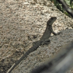 Intellagama lesueurii howittii (Gippsland Water Dragon) at Paddys River, ACT - 4 Nov 2006 by galah681