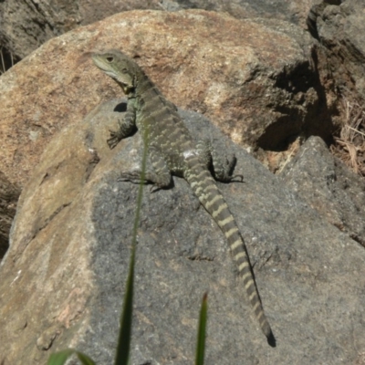 Intellagama lesueurii howittii (Gippsland Water Dragon) at Acton, ACT - 25 Oct 2006 by galah681