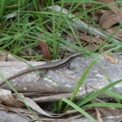 Eulamprus heatwolei (Yellow-bellied Water Skink) at Paddys River, ACT - 1 Dec 2012 by galah681