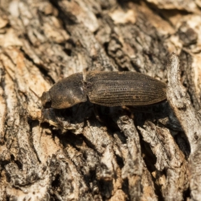 Agrypnus sp. (genus) (Rough click beetle) at Michelago, NSW - 10 Sep 2018 by Illilanga