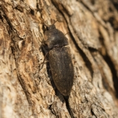 Agrypnus sp. (genus) at Michelago, NSW - 10 Sep 2018